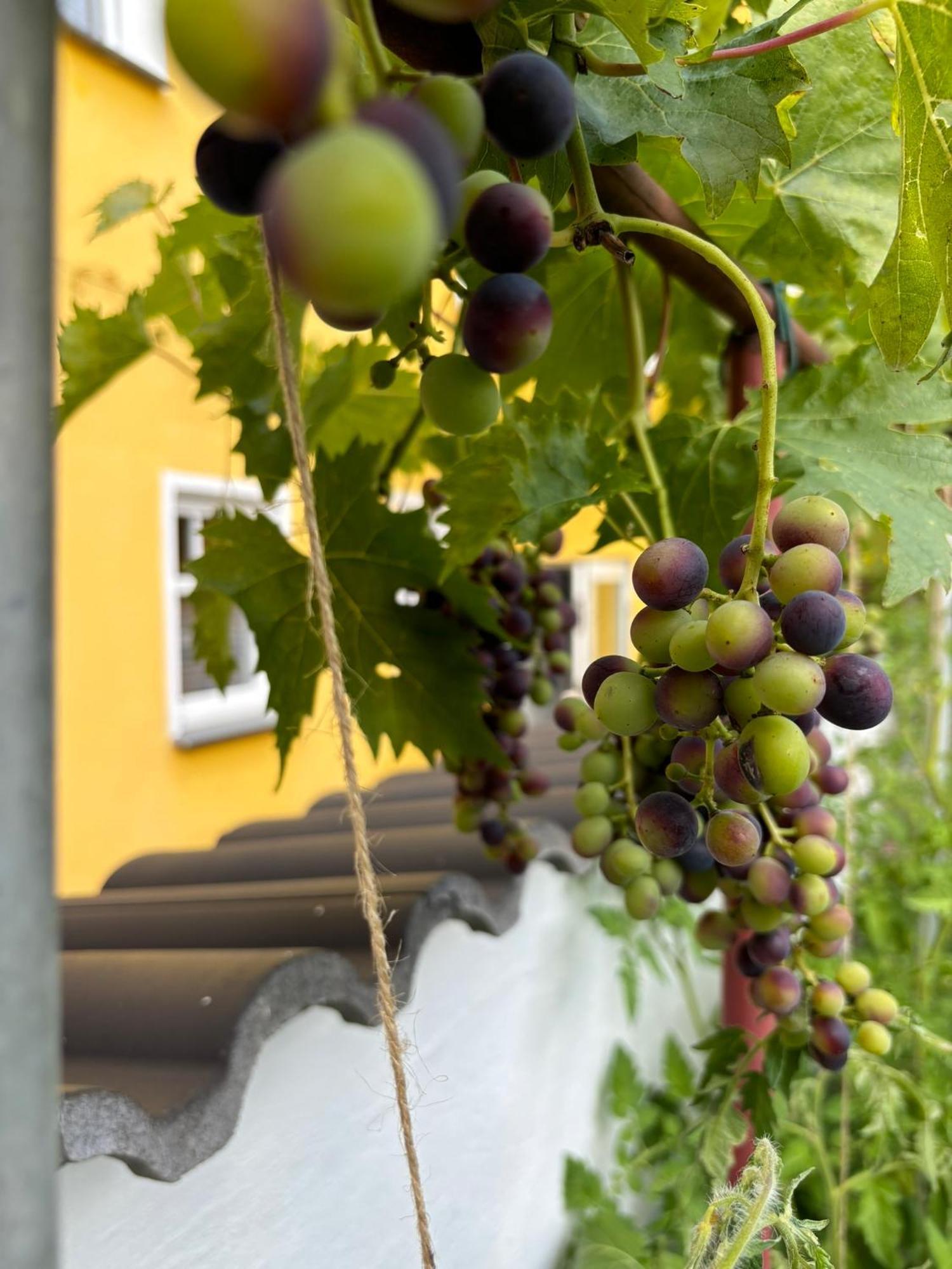 Haus Rheinleben Apartment Boppard Exterior photo